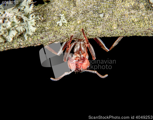 Image of 