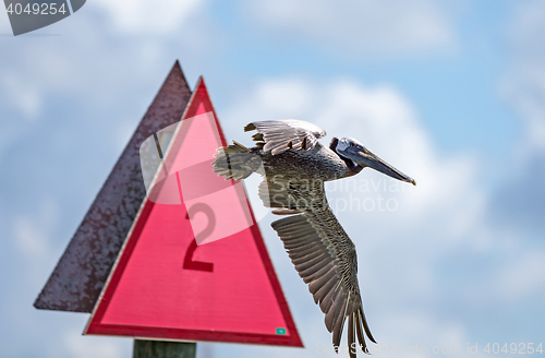 Image of Pelicans ignore signs