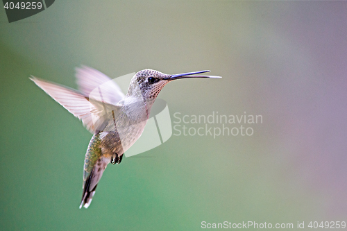 Image of Black-chinned hummingbird