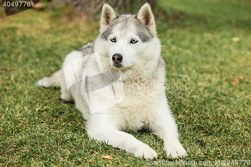 Image of Portrait of Siberian Husky