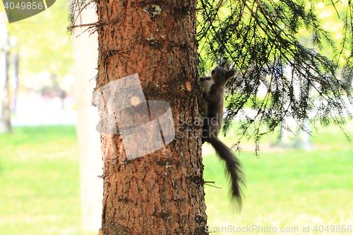 Image of squirrel on the tree