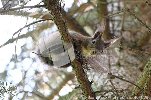 Image of squirrel on the tree