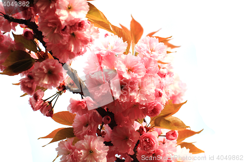Image of cherries flowers detail
