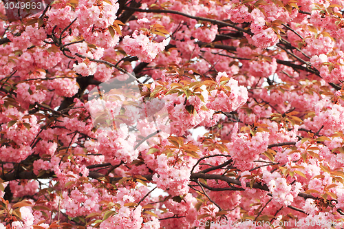 Image of cherries flowers background
