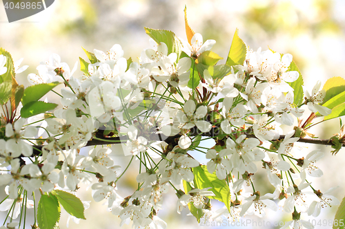 Image of cherries flowers background