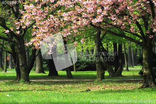 Image of cherries flowers on the tree
