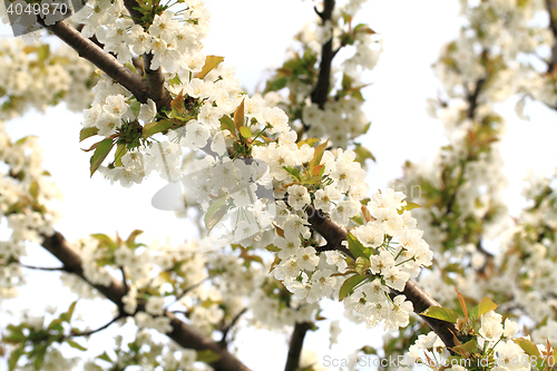 Image of cherries flowers background