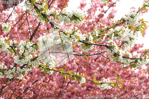 Image of cherries flowers background
