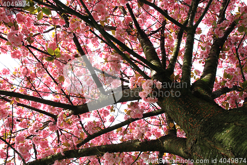 Image of cherries flowers on the tree