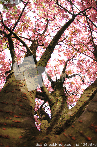 Image of cherries flowers on the tree