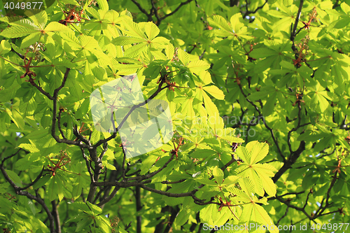 Image of green buckeye tree background