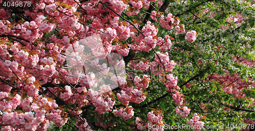 Image of cherries flowers background