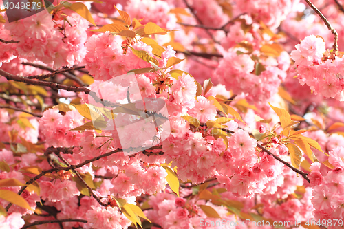Image of cherries flowers background