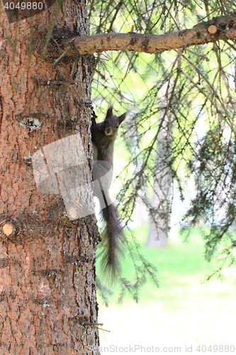 Image of squirrel on the tree