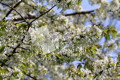 Image of cherries flowers background