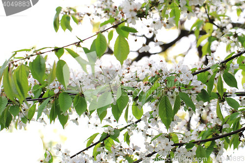 Image of cherries flowers background