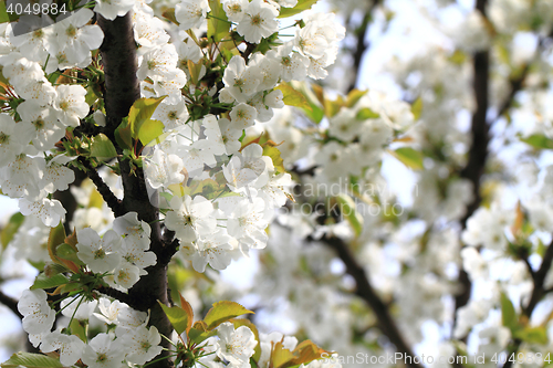 Image of cherries flowers background