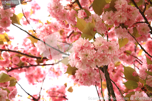 Image of cherries flowers background