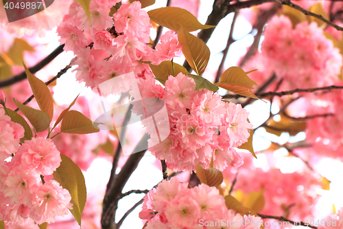 Image of cherries flowers background