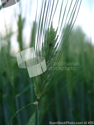 Image of Wheat