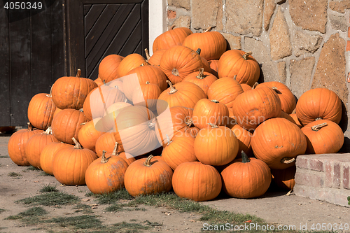 Image of Ripe autumn pumpkins on the farm