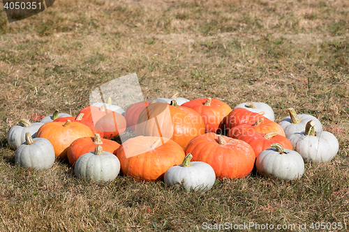 Image of Ripe autumn pumpkins on the farm