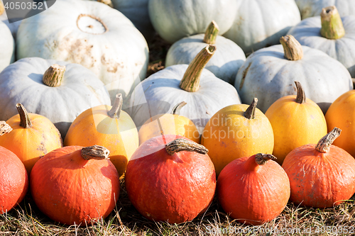 Image of Ripe autumn pumpkins on the farm