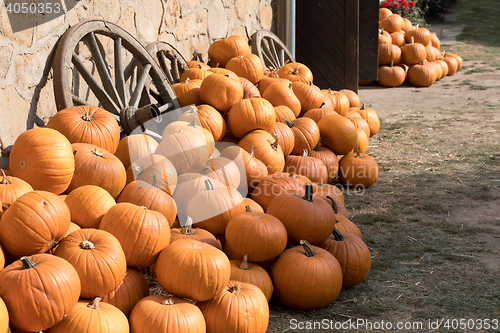 Image of Ripe autumn pumpkins on the farm