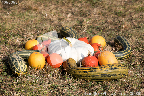 Image of Ripe autumn pumpkins on the farm