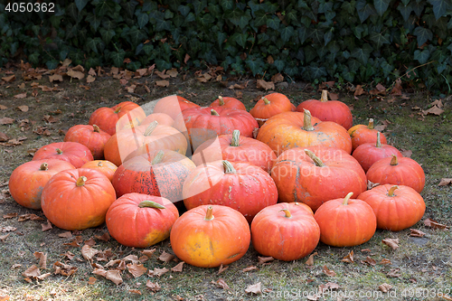 Image of Ripe autumn pumpkins on the farm