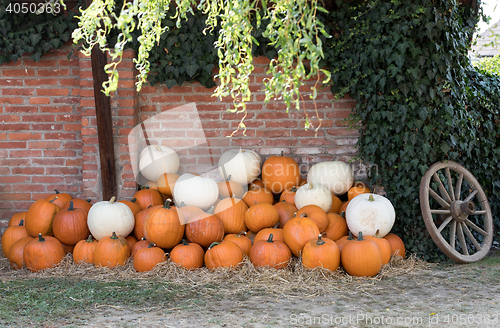 Image of Ripe autumn pumpkins on the farm