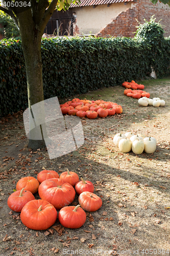 Image of Ripe autumn pumpkins on the farm