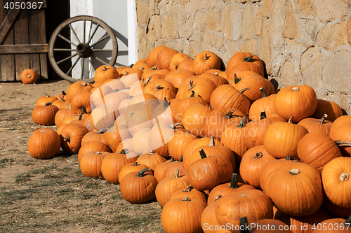 Image of Ripe autumn pumpkins on the farm