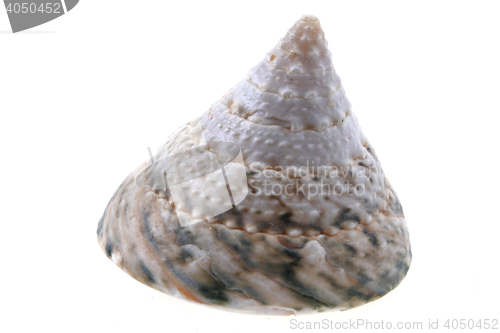 Image of sea shell isolated