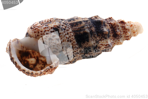 Image of sea shell isolated