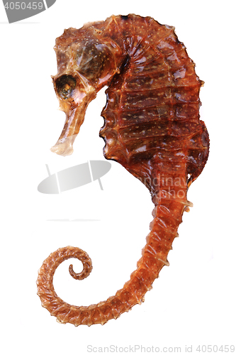 Image of seahorse fish dried