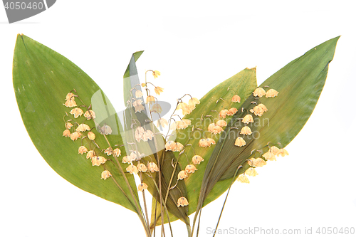 Image of lily of the valley