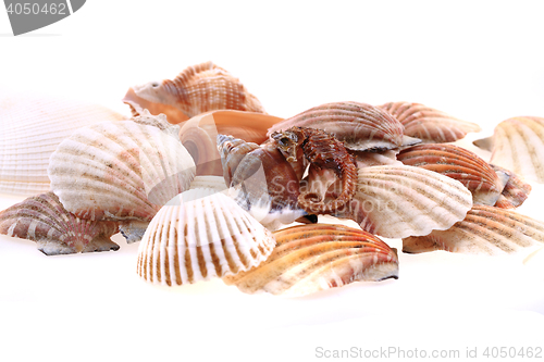 Image of sea shells isolated