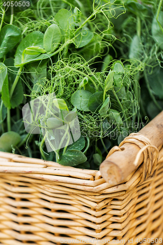 Image of close up of pea or bean seedling in wicker basket