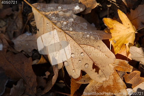 Image of Fallen frosty leaves