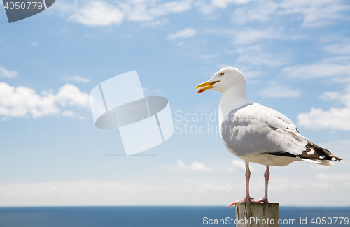 Image of seagull over sea and blue sky