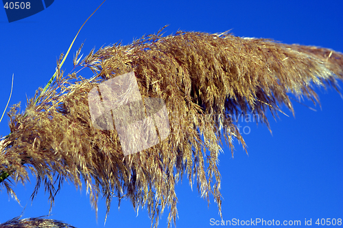 Image of Detail of pampas grass
