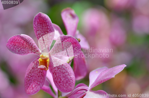 Image of Beautiful purple orchid, phalaenopsis.