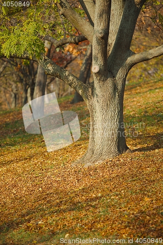 Image of Autumn tree in park