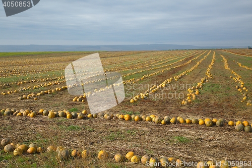 Image of Pumpkin field view