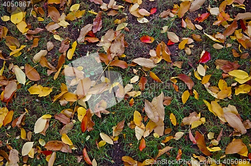 Image of Fallen leaves on grass
