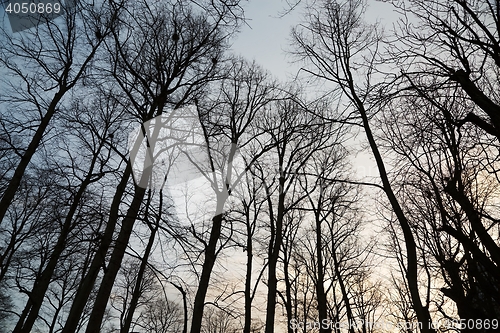 Image of Bare tree branches