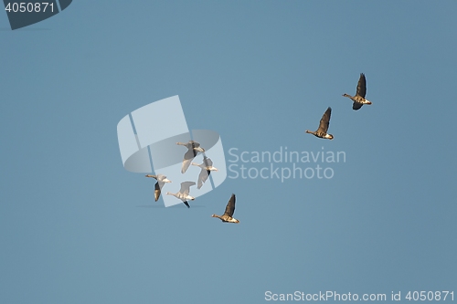Image of Geese Flying Up