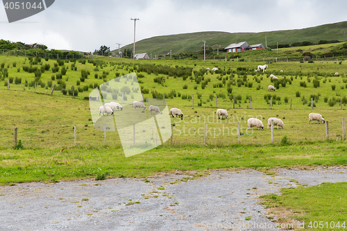 Image of sheep grazing on field of connemara in ireland