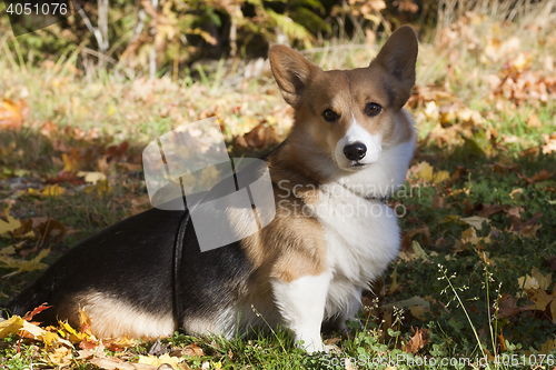 Image of dog in fall